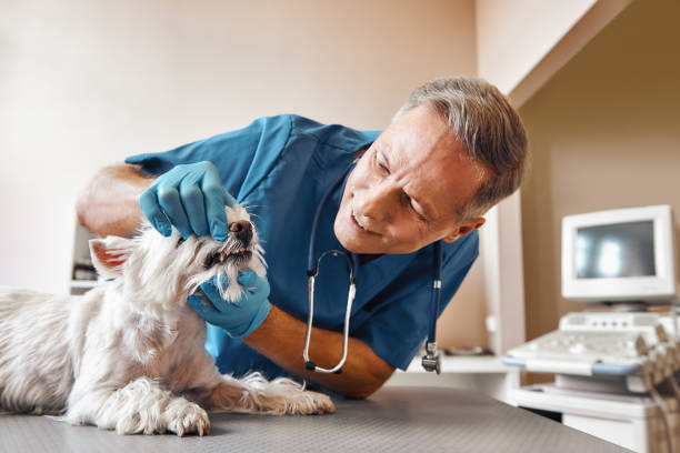 Best Same-Day Dentist Appointment  in Chevy Chase Village, MD